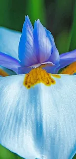 Close-up of a vibrant blue iris flower with detailed petals.