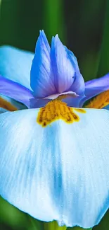 Vividly colored iris flower close-up with blue and orange hues.