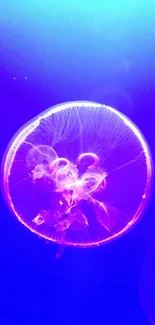 Glowing jellyfish in vibrant blue ocean wallpaper