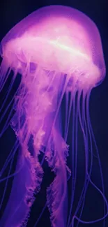 Vibrant glowing jellyfish mobile wallpaper