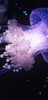 Glowing jellyfish with colorful notes and purple hues on a dark background.