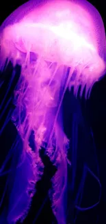 Vibrant, glowing purple jellyfish against dark background wallpaper.