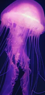 Glowing purple jellyfish on a dark background.