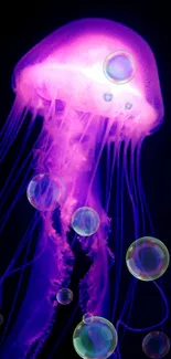 Purple jellyfish glowing elegantly in a dark ocean background.