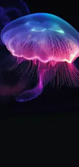 Vibrant glowing jellyfish mobile wallpaper.