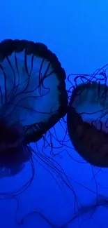 Vibrant jellyfish swimming in a deep blue underwater scene.