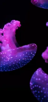 Vibrant pink and purple jellyfish in dark ocean background.