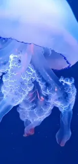 Vibrant jellyfish floating gracefully in a deep blue ocean.