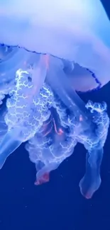 Mesmerizing neon blue jellyfish swimming in the deep ocean.