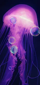 Glowing purple jellyfish in dark ocean wallpaper.