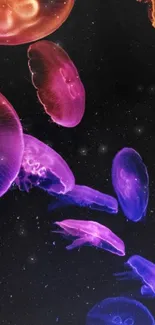 Vibrant jellyfish swimming in a dark background.