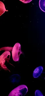 Vibrant pink and purple jellyfish swimming against a dark background.