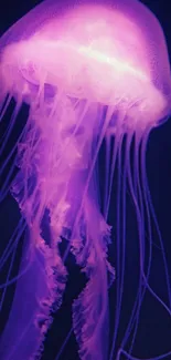 Purple jellyfish in a dark ocean background.