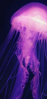 Glowing purple jellyfish in underwater setting, perfect for mobile wallpaper.