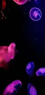 Vibrant neon jellyfish swimming in dark ocean-inspired wallpaper.