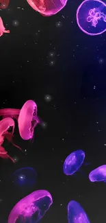 Vibrant pink and blue jellyfish floating against a dark ocean background.