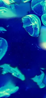 Vibrant blue and green jellyfish swimming in ocean wallpaper.