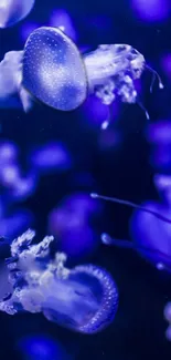 Vibrant blue jellyfish swimming in the ocean, creating a serene wallpaper.