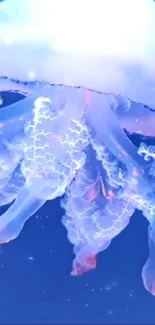 Glowing jellyfish in the dark blue ocean