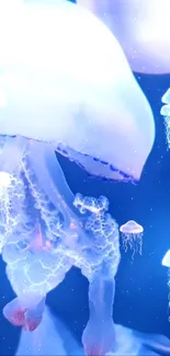 Vibrant glowing jellyfish against a blue ocean background.