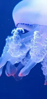 Vibrant jellyfish in blue ocean-themed wallpaper.