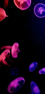 Colorful neon jellyfish on a black background.