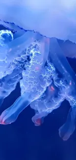 Vibrant jellyfish with glowing tentacles against a blue ocean background.