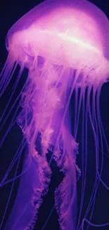 Purple glowing jellyfish on a dark background.