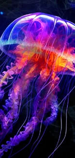 Vibrant purple and orange jellyfish glowing in dark water.