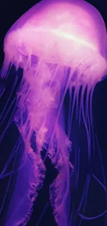 Luminous purple jellyfish glowing in the dark ocean.