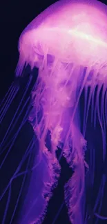 Purple glowing jellyfish against a dark background.