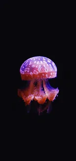 Vibrant jellyfish against a black backdrop, showcasing stunning colors.