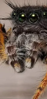 Jumping spider with vibrant colors on a reflective surface.