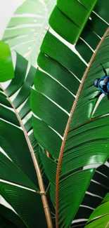 Lush green leaves with a blue beetle on jungle wallpaper.