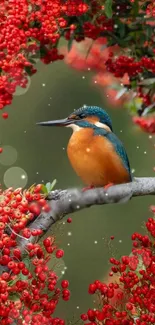 Kingfisher perched among vibrant red berries on a branch.