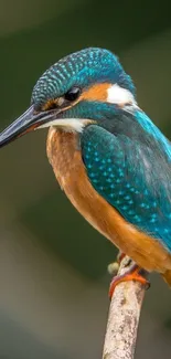 Vibrant kingfisher bird perched with striking blue and orange plumage.