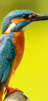 Bright kingfisher bird with blue and orange feathers on a green background.