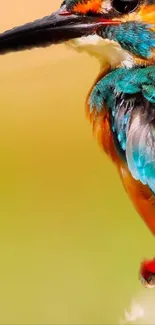 Close-up of a vibrant kingfisher with colorful feathers against a soft background.