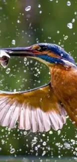 Kingfisher capturing fish in water splash.