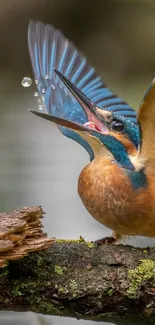 Kingfisher catching droplet on tree branch.