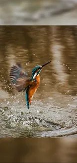 Kingfisher taking flight from water in vivid mobile wallpaper.