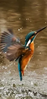 Kingfisher bird in flight over water splash.