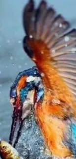 Vibrant kingfisher catching fish with wings spread.