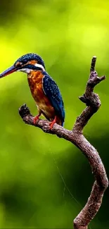 Vibrant kingfisher perched on a branch with a lush green background.