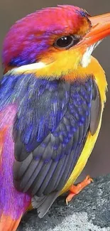 Vibrant purple and orange kingfisher on a rock.