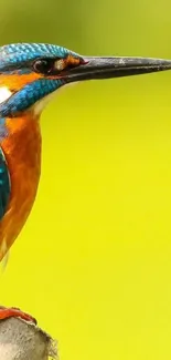 Bright and vivid kingfisher perched against a lime green background.