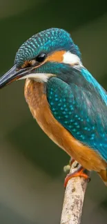 Kingfisher bird perched on branch with turquoise feathers.