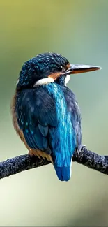 Vibrant kingfisher perched on a branch with blue feathers.