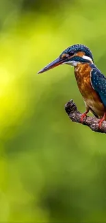 Colorful kingfisher perched on a tree branch with a green background.