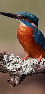 Kingfisher perched on a branch with vibrant colors